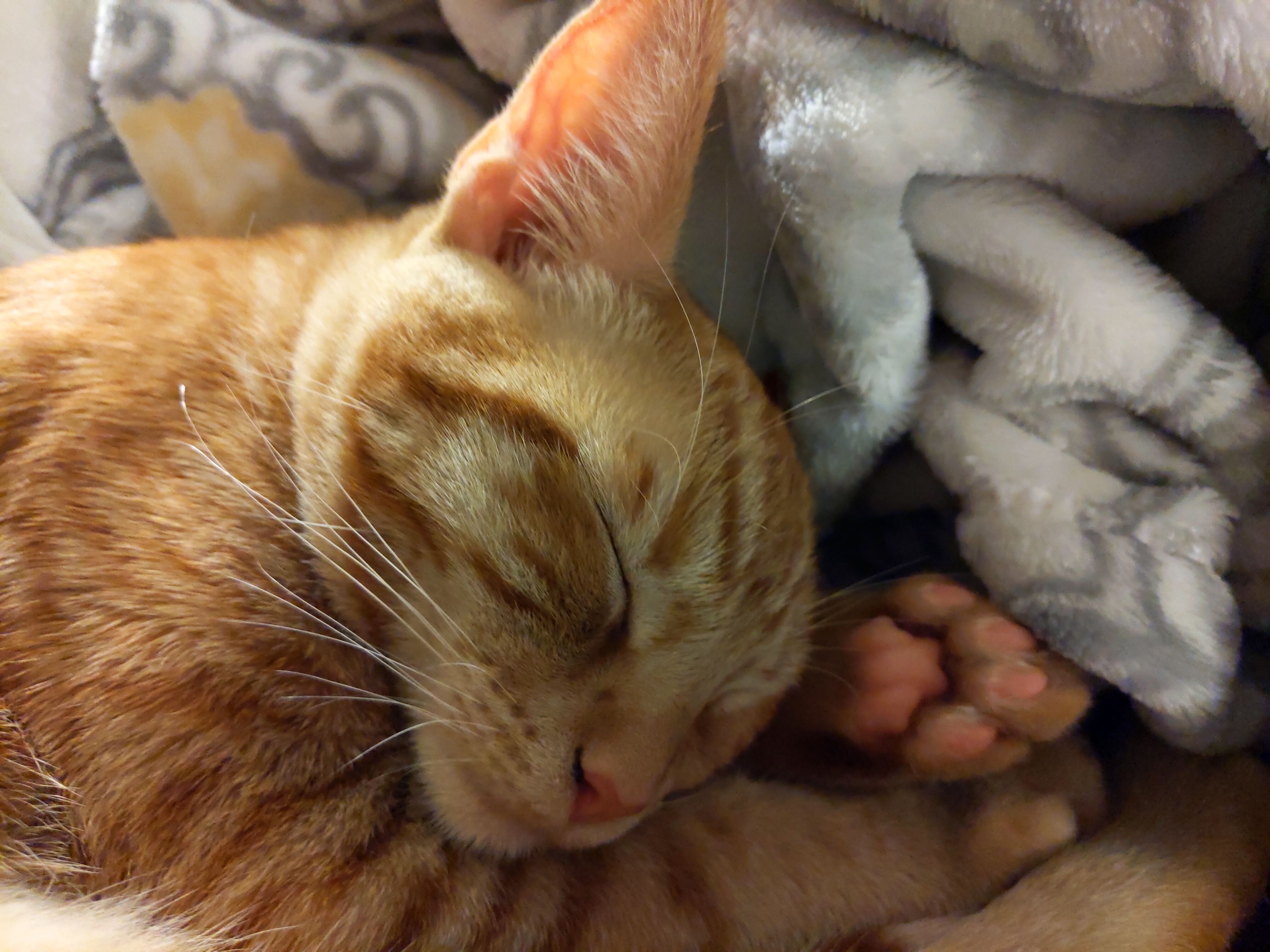 Orange Cat sleeping