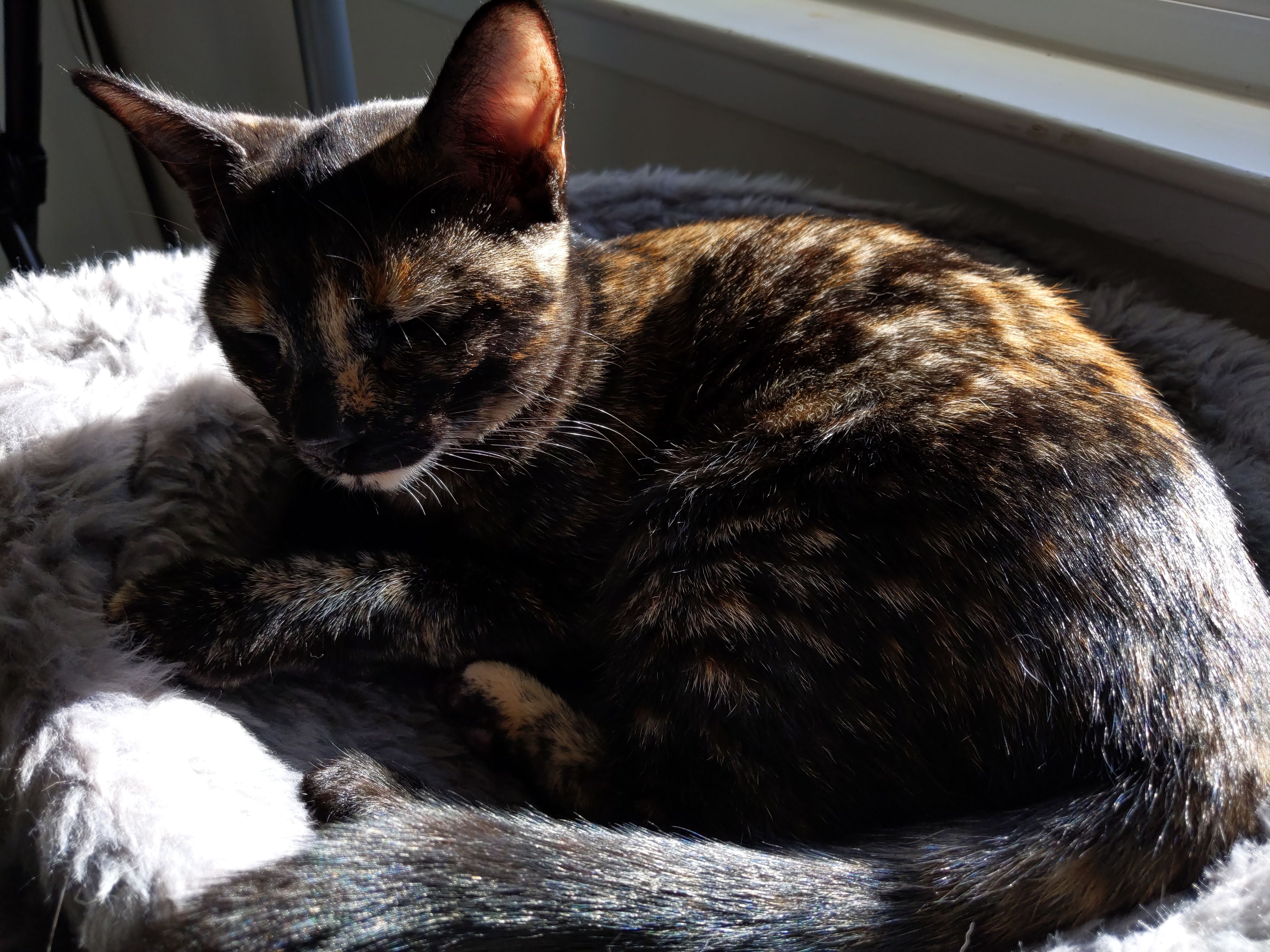 Tortie Cat lying down